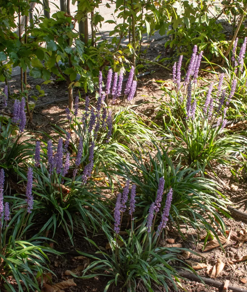 Bloemen Ziezo