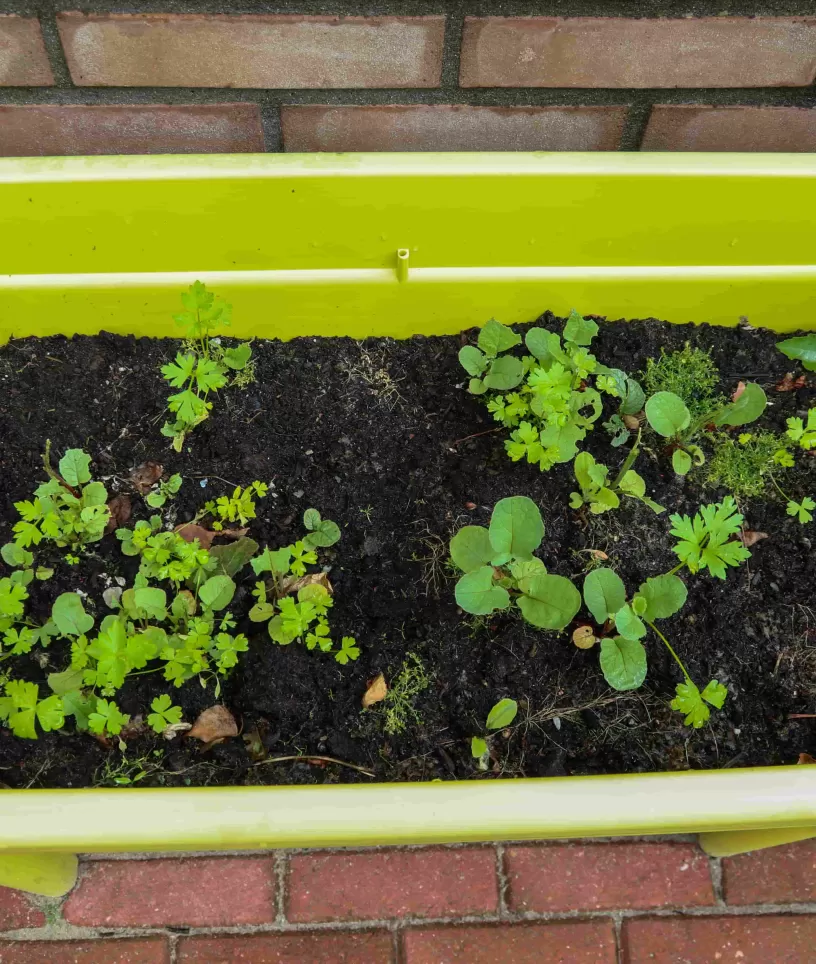 kruiden_bijenkolonie